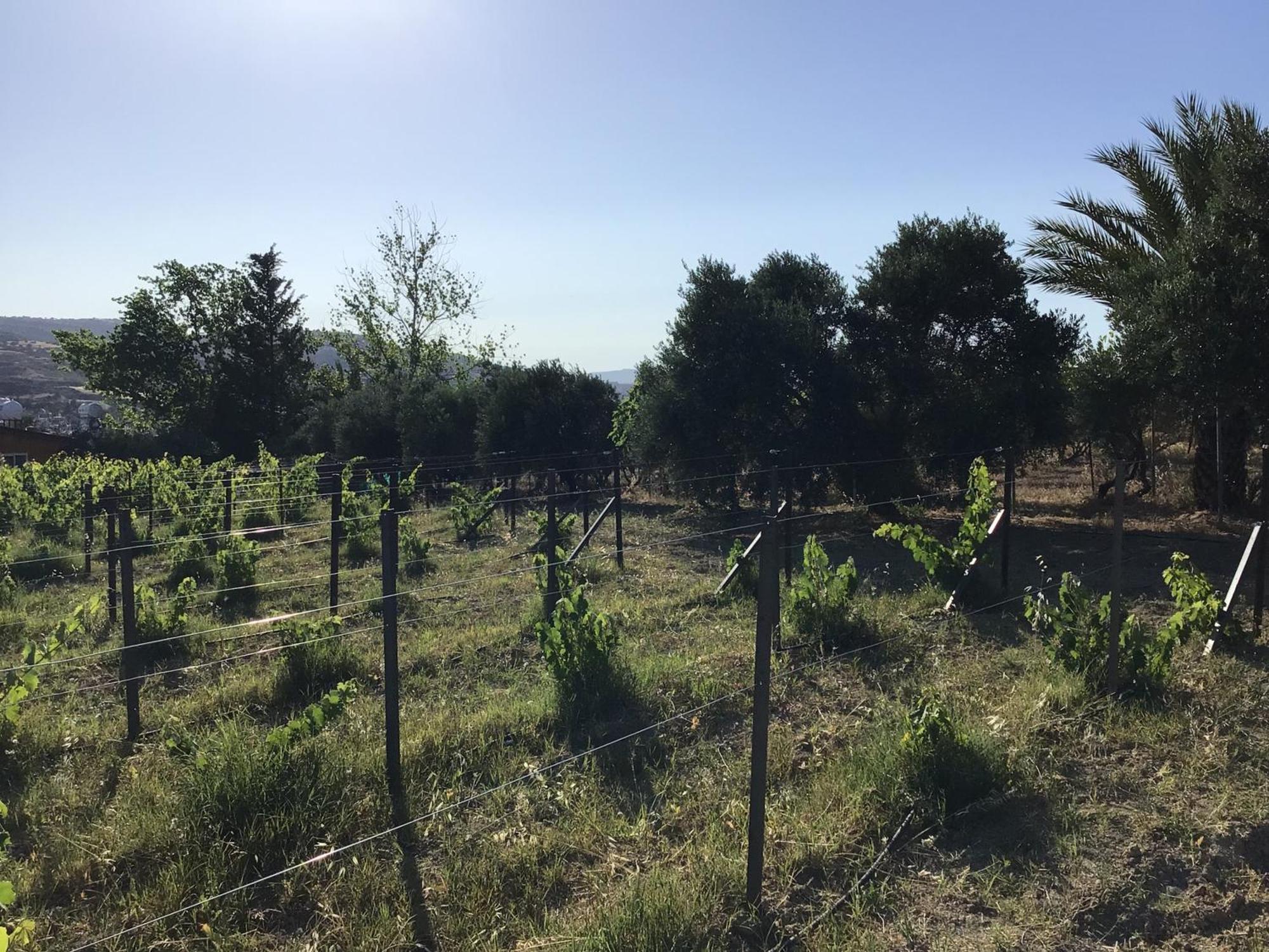 Pervolaris Cottages 2 Goudhi エクステリア 写真